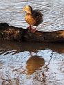 2011-01-17, Pillnitz (20)